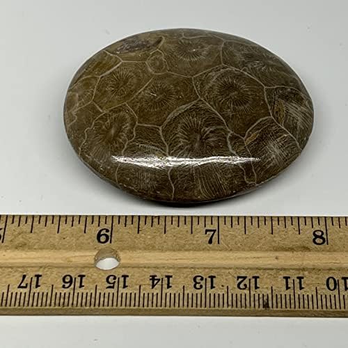 93.8 g,2.5x 2.1x 0.8 Mercan Fosiller Palm-Taş Gallet Şekil Cilalı @Fas, Reiki Enerji Kristal, Metafizik, B20317